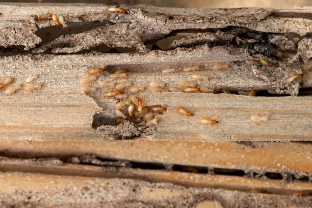 Best Emergency Pest Control  in Marshallville, GA
